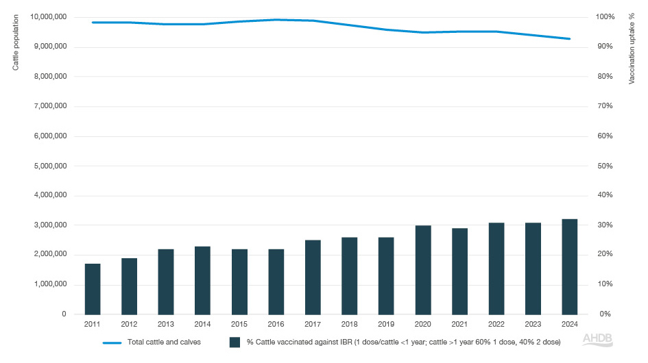 Bar graph with IBR vaccination data from 2011-2024.